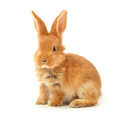 Naklejka premium Baby of orange rabbit on white background
