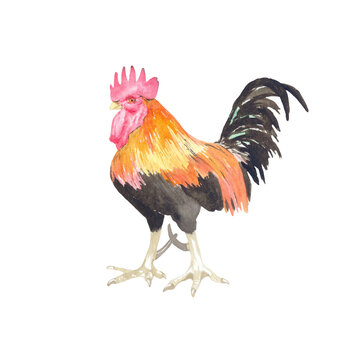 Watercolor rooster picture. Perfect for printing, web, textile design, souvenirs.