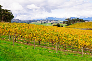 Fototapeta na wymiar View from the Balgownie Estate Vineyard Restaurant - Yarra Glen, Victoria, Australia