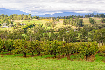 Fototapeta na wymiar Beautiful view with apple and cherry orchard and rolling hills from the picturesque hilltop vineyard of Seville Hill Winery - Seville, Victoria, Australia