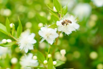 Obraz premium 蜂と花のクローズアップ