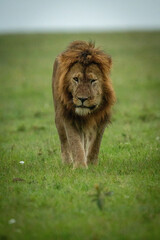 Male lion walks towards camera over grass