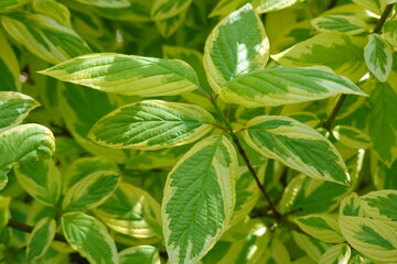 Hedgerows Gold is a very colorful selection of red twig dogwood. It's variegated, but an bright gold margin surrounds the emerald green center of each leaf.