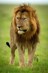 Male lion with damaged eye stands staring