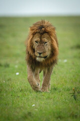 Male lion walks towards camera on grass