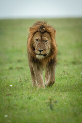Obraz na płótnie Canvas Male lion walks towards camera in grass