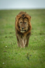 Male lion walks toward camera on grass