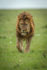 Male lion walks toward camera over grass