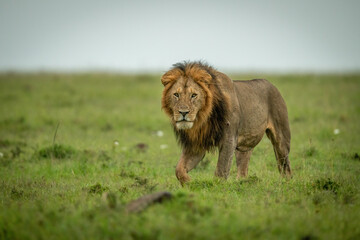 Male lion walks over plain lifting paw