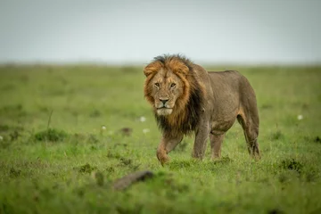 Fototapeten Male lion walks over plain lifting paw © Nick Dale
