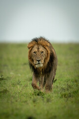 Male lion walks over grass eyeing camera