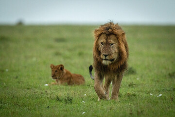 Plakat Male lion walks away from lion cub