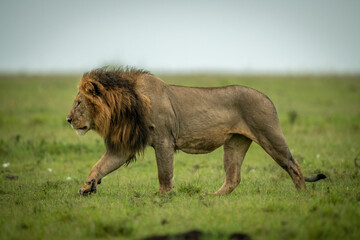 Male lion walks left over grassy plain