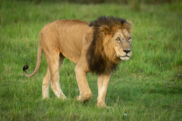 Male lion walks across grass lifting paw