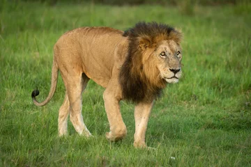 Fototapeten Male lion walks across grass lifting paw © Nick Dale
