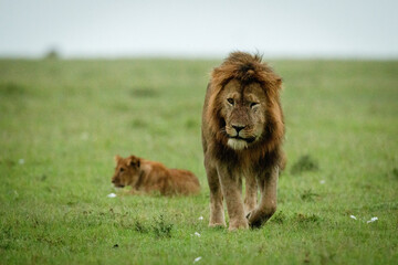 Male lion walking away from lion cub