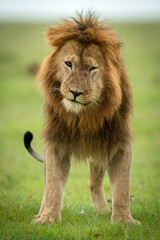 Male lion stands tilting head facing camera