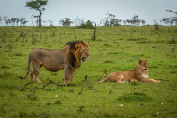 Male lion stands yawning by prone lioness