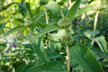 Phlomis fruticosa, the Jerusalem sage, is a species of flowering plant in the sage family Lamiaceae