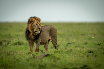Male lion stands staring left over plain