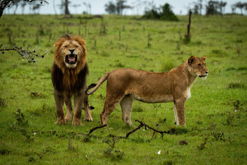 Male lion stands opening mouth beside lioness