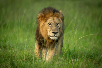 Obraz na płótnie Canvas Male lion stands in grass in savannah