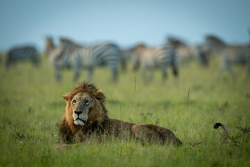 Male lion lies on grass near zebras