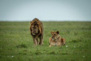 Naklejka premium Male lion passes lioness lying on grass