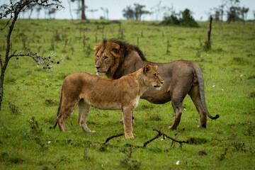 Male lion and lioness stand by whistling thorn - obrazy, fototapety, plakaty