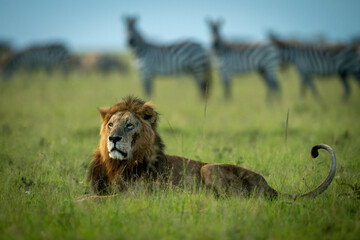 Male lion lies on grass amongst zebras