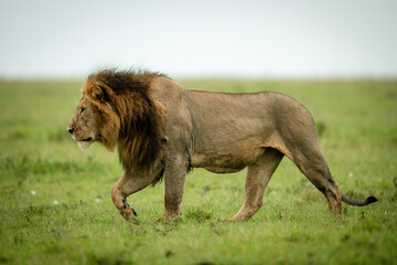 Male lion crosses grassy plain raising paw