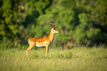 Naklejka na ściany i meble Male common impala stands staring on savannah