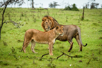Male and female lion stand looking right