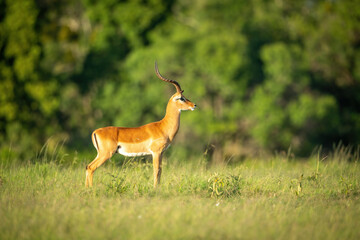 Male common impala stands staring in profile