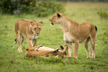 Fototapeta na wymiar Lionesses stand by cubs playing on grass