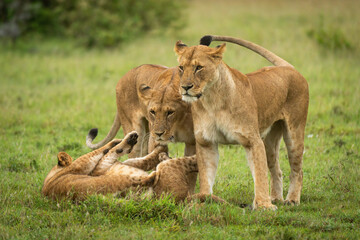 Fototapeta na wymiar Lionesses stand by cubs playing in grass