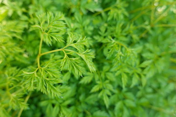 Ligusticum striatum DC. (Apiaceae) is a well-known traditional Chinese medicine and mainly distributed in Sichuan province in China.