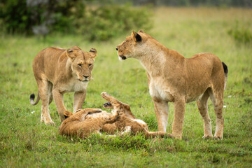 Lionesses stand by cubs playing in grassland