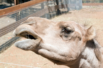the camel has his mouth open