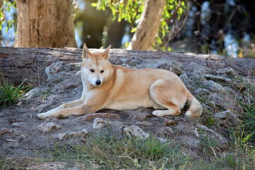 Naklejka na ściany i meble the golden dingo is resting on rocky ground