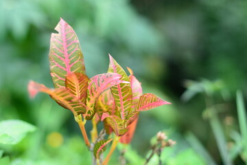 Close up croton leaves background. beautiful backdrop with croton leaves. Used for background texture.Croton leaves background. Green leaves with yellow spot.