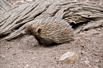 the echidba is looking for food in the wood