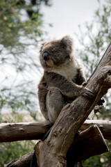 Naklejka premium the koala is climbing a gum tree