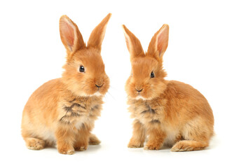 Obraz premium two rabbits on white background