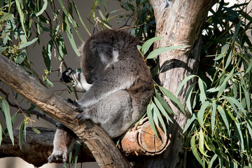 the koala is sleepin in the fork of a tree
