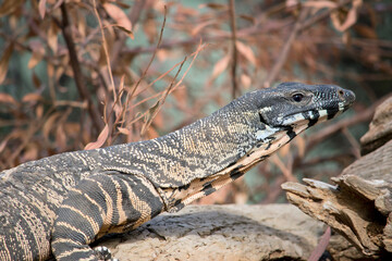 this is a close up of a lace monitor lizard