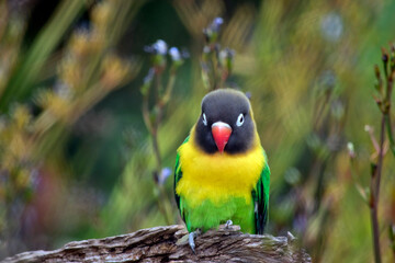 the masked lovebird is perched on a log