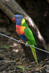 the rainbow lorikeet is perched on a wire