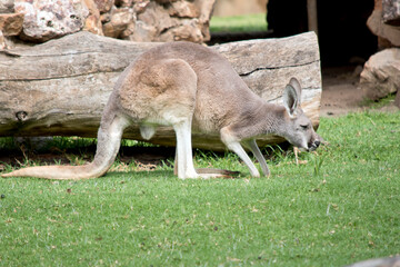Naklejka na ściany i meble this is a male red kangaroo