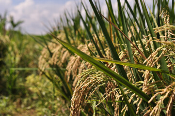 The rice harvest season in early summer in the Java area shows that rice plants grow very fertile and are free from rice pests.
